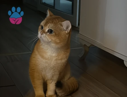 British Shorthair 1 Yaşında Boncuğuma eş arıyorum