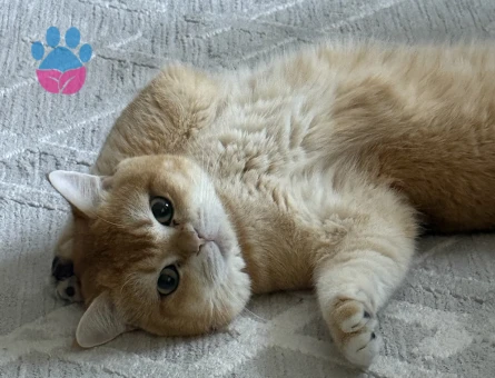British Shorthair 1 Yaşında Boncuğuma eş arıyorum