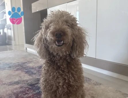 Erkek minyatür poodle 4 Yaşında Eş Arıyor