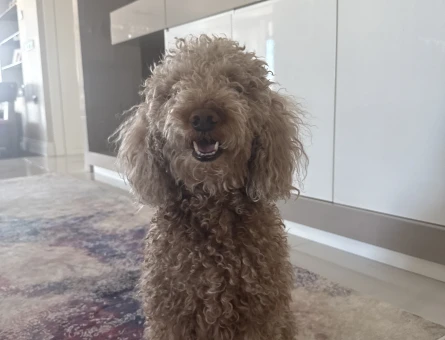 Erkek minyatür poodle 4 Yaşında Eş Arıyor - 118981710