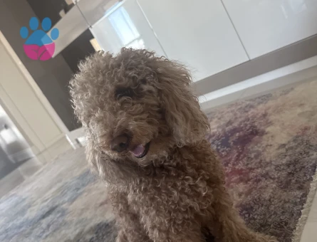 Erkek minyatür poodle 4 Yaşında Eş Arıyor