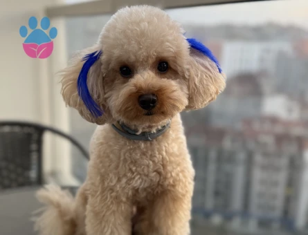 Toy Poodle Köpeğime Eş Arıyorum