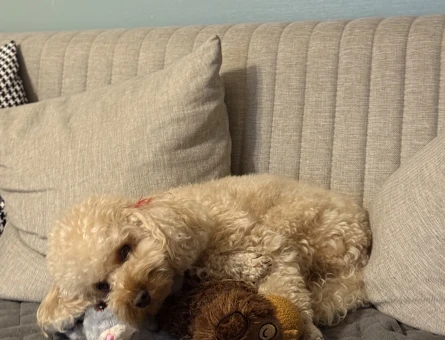Toy Poodle Köpeğime Eş Arıyorum - 118981712