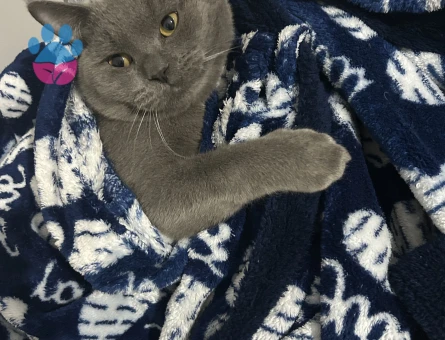 British oğlum için eş arıyoruz