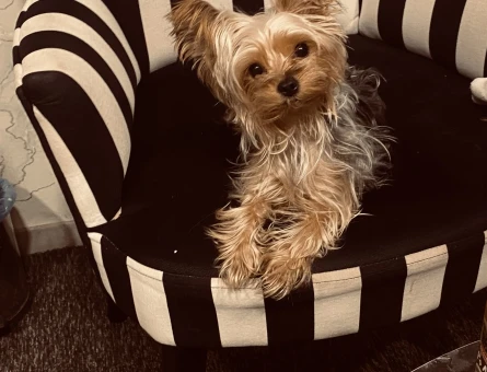 Yorkshire Terrier 2 Kilo Kızımıza Eş Arıyoruz - 118981715