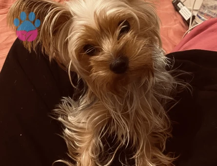 Yorkshire Terrier 2 Kilo Kızımıza Eş Arıyoruz