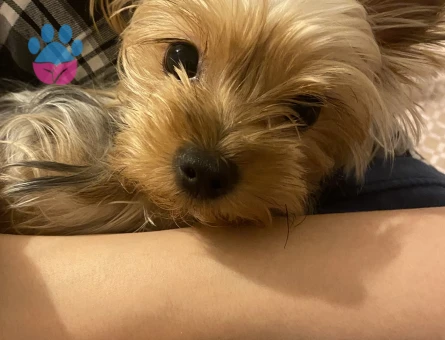 Yorkshire Terrier 2 Kilo Kızımıza Eş Arıyoruz