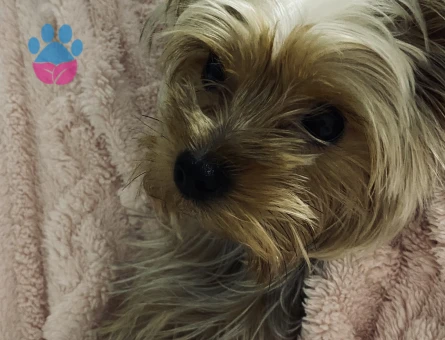 Yorkshire Terrier 2 Kilo Kızımıza Eş Arıyoruz