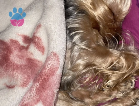 Yorkshire Terrier 2 Kilo Kızımıza Eş Arıyoruz