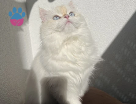 British longhair dişi kedim için cins kedi arıyorum