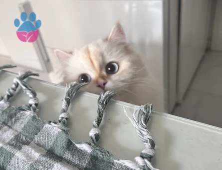 British longhair dişi kedim için cins kedi arıyorum