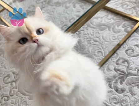 British longhair dişi kedim için cins kedi arıyorum