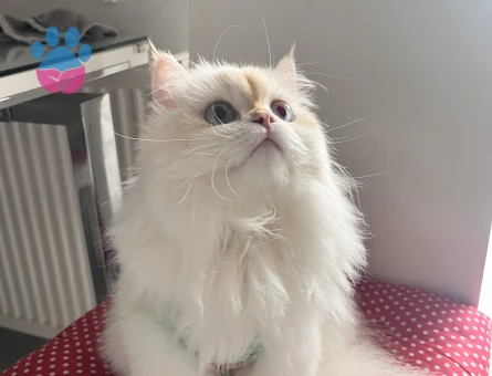 British longhair dişi kedim için cins kedi arıyorum