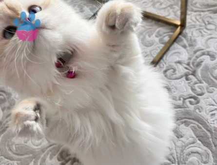 British longhair dişi kedim için cins kedi arıyorum