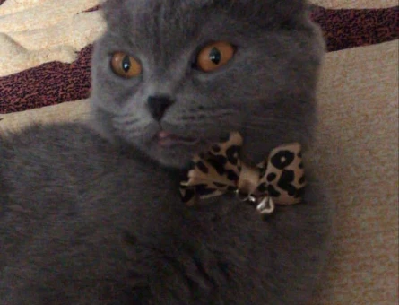 Scottish Fold Kedimiz Müjgana Eş Arıyoruz - 118981717