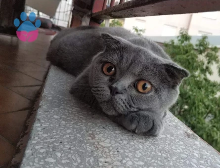 Scottish Fold Kedimiz Müjgana Eş Arıyoruz
