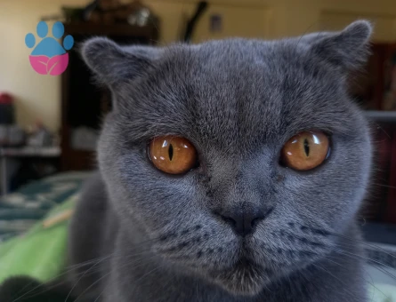 Scottish Fold Kedimiz Müjgana Eş Arıyoruz