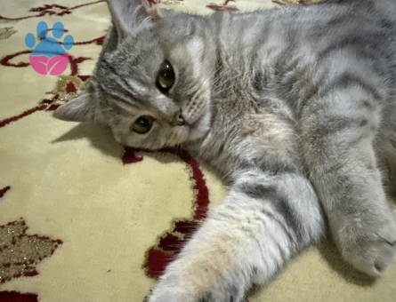British Shorthair 15 Aylık Kızımız Eş Arıyor