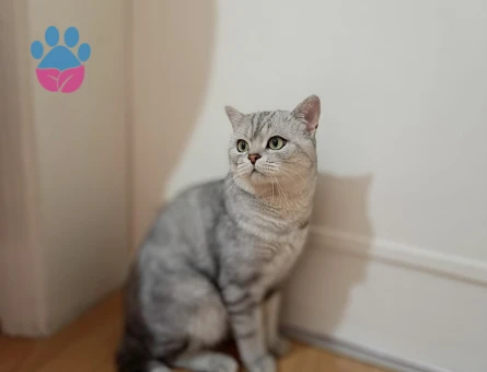 British Shorthair kedimize eş arıyoruz