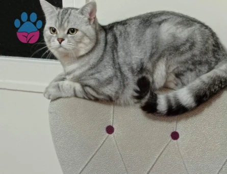 British Shorthair kedimize eş arıyoruz