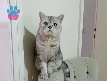 British Shorthair kedimize eş arıyoruz