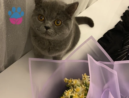 British Shorthair Güzel kızıma eş arıyoruz