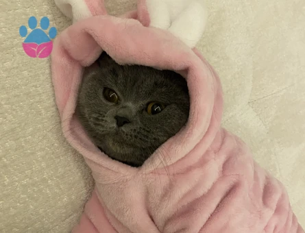 British Shorthair Güzel kızıma eş arıyoruz