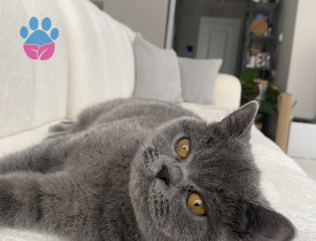 British Shorthair Güzel kızıma eş arıyoruz