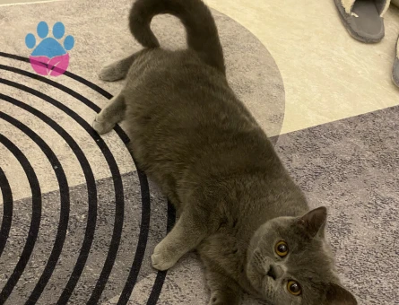 British Shorthair Güzel kızıma eş arıyoruz