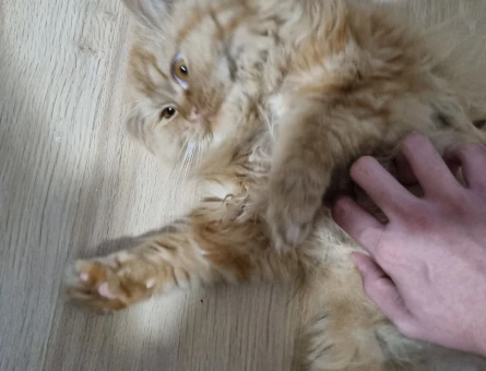 İRAN KEDİSİ ERKEK 2 YAŞINDA - 118974889