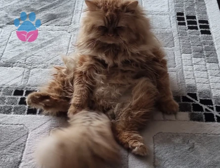 İRAN KEDİSİ ERKEK 2 YAŞINDA