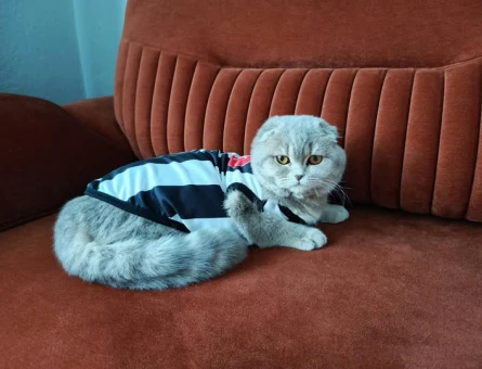 Scottish Fold Kedim Kızgınlıkta Eş Arıyor - 118974891