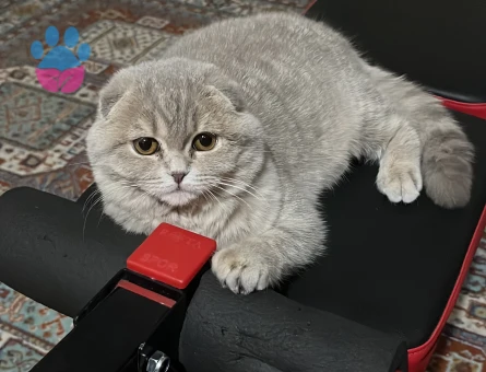 Scottish Fold Kedim Kızgınlıkta Eş Arıyor