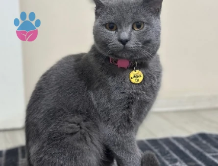 British Shorthair Mia'cima eş arıyorum
