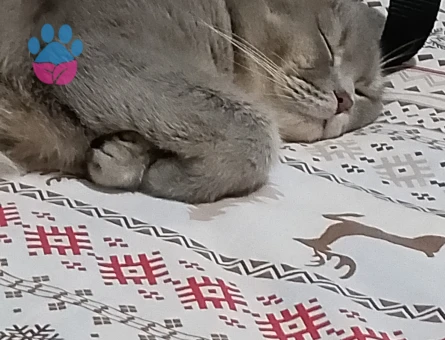 British Shorthair 2 Yaşında Kedim Eş Arıyor