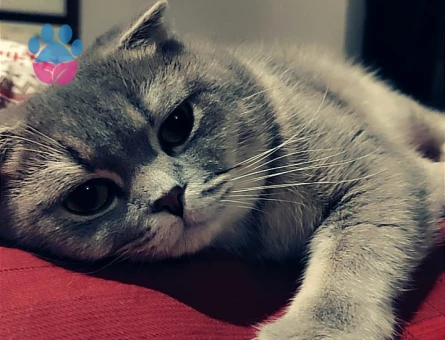British Shorthair 2 Yaşında Kedim Eş Arıyor