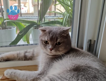 British Shorthair 2 Yaşında Kedim Eş Arıyor