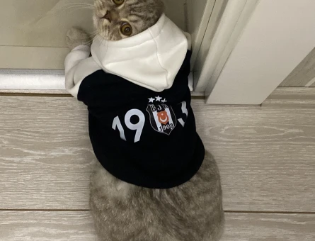Ares 1 yaşında British Angora aşıları tam - 118974895