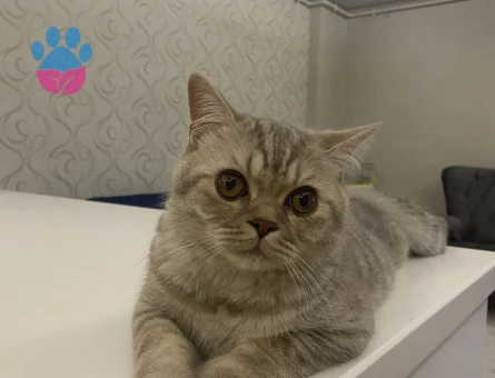 Ares 1 yaşında British Angora aşıları tam