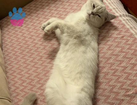 Scottish Fold Kızım Pamuk Eş Arıyor