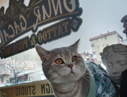 British Shorthair 2 Yaşında Kedim Kızgınlıkta - 118974899