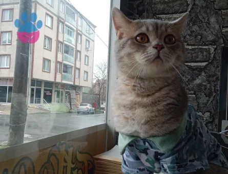 British Shorthair 2 Yaşında Kedim Kızgınlıkta