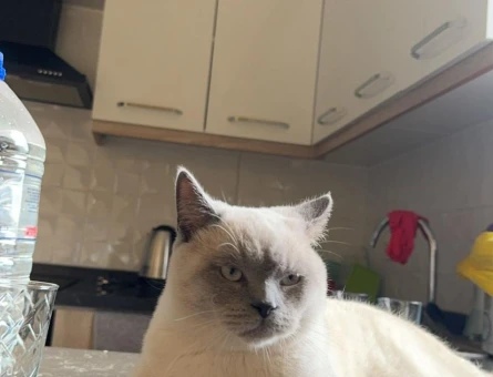 British Shorthair Bluepoint Kedime Eş Arıyorum - 118974900