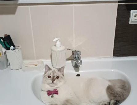 British Shorthair 1 Yaşında Eş Arıyor - 118974904