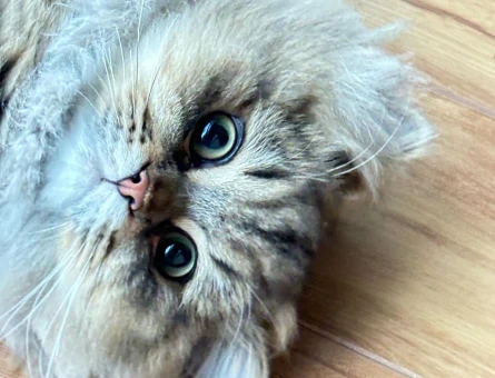 British Longhair Oğlum Leo taliplerini bekliyor - 118974908