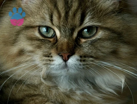 British Longhair Oğlum Leo taliplerini bekliyor