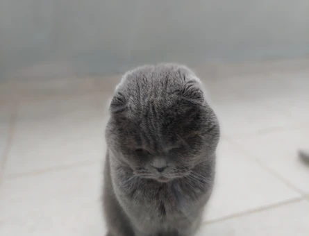 Scottish Fold 2 Yaşında Eş Arıyor - 118974909