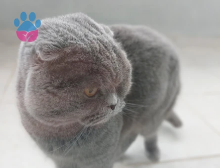Scottish Fold 2 Yaşında Eş Arıyor