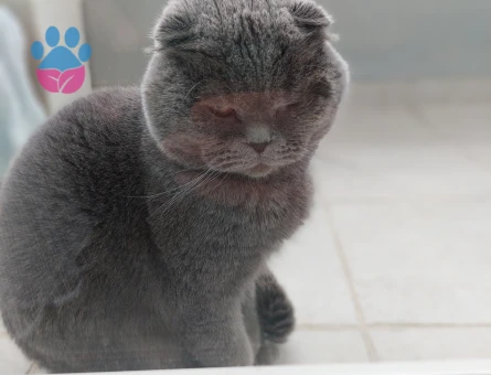 Scottish Fold 2 Yaşında Eş Arıyor