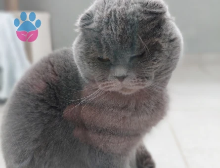 Scottish Fold 2 Yaşında Eş Arıyor